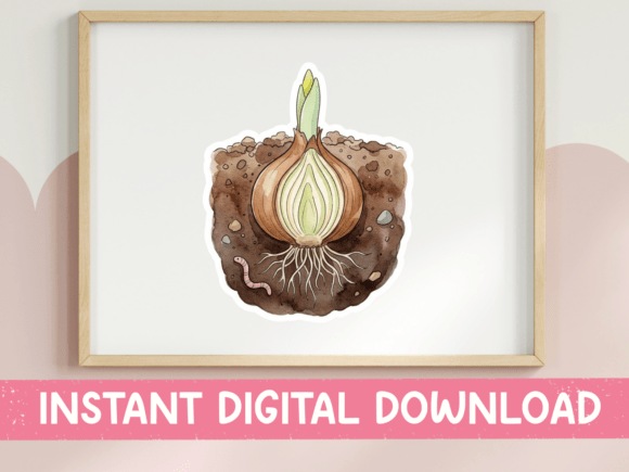 Download Daffodil Bulb Growing Underground - Premium Resources